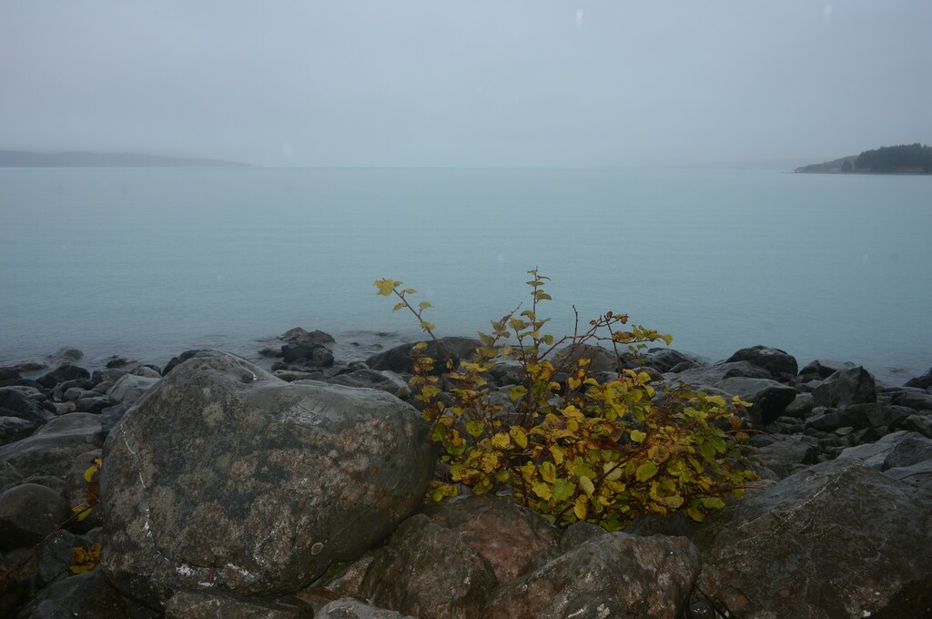 Actinidia chinensis, Mackenzie, Canterbury, New Zealand