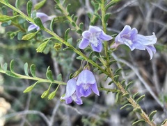 Eremophila weldii