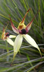Caladenia macrostylis