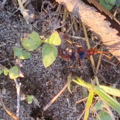 Compsocryptus texensis