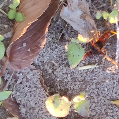 Compsocryptus texensis