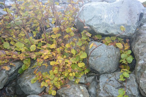 Actinidia chinensis