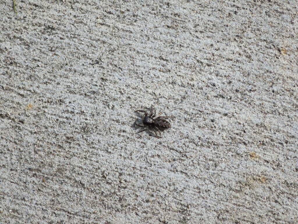 California Flattened Jumping Spider from Spokane, Washington, United