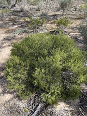 Scaevola bursariifolia