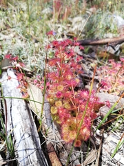 Drosera stolonifera
