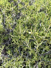 Scaevola bursariifolia