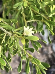 Scaevola bursariifolia
