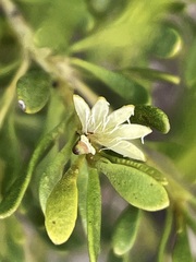 Scaevola bursariifolia
