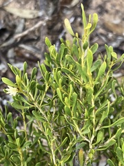 Scaevola bursariifolia