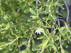 Scaevola bursariifolia