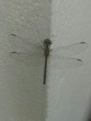 Diplacodes nebulosa
