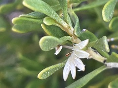 Scaevola bursariifolia