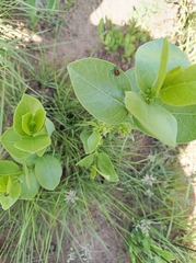 Vangueria venosa