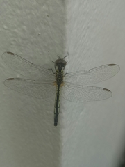 Diplacodes nebulosa