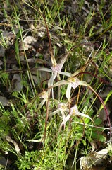 Caladenia varians