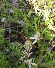 Caladenia varians