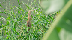 Ixobrychus sinensis