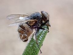 Entomophthora