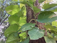 Epipremnum