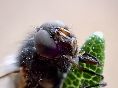 Entomophthora