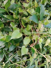 Muehlenbeckia australis