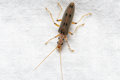 Parisopalpus nigronotatus