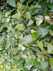 Muehlenbeckia australis