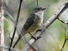 Pachycephala fuliginosa
