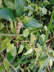 Muehlenbeckia australis