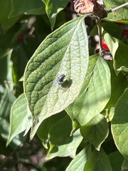Calliphora vicina
