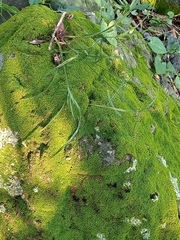Dicranum montanum