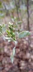 Amelanchier spicata