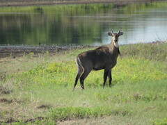 Boselaphus tragocamelus