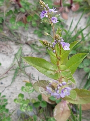 Veronica anagallis-aquatica