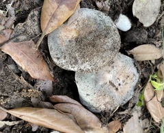 Russula pseudoaeruginea