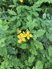 Chelidonium