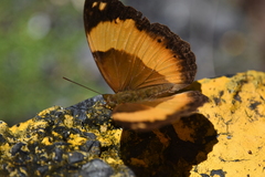 Cupha prosope
