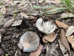 Russula pseudoaeruginea