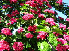 Crataegus × media