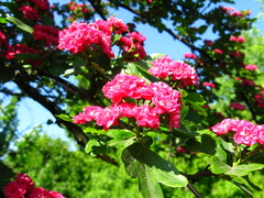 Crataegus × media