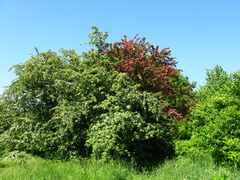 Crataegus × media