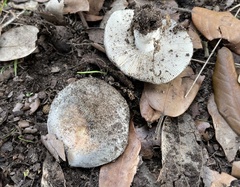 Russula pseudoaeruginea