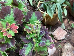 Coleus scutellarioides