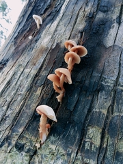 Tubaria furfuracea