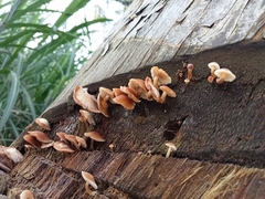 Tubaria furfuracea