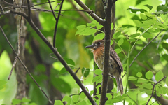 Malacoptila mystacalis