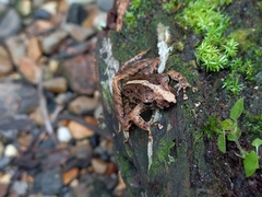 Craugastor fitzingeri