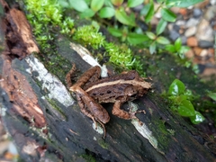 Craugastor fitzingeri