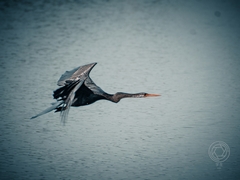 Anhinga melanogaster