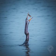 Anhinga melanogaster